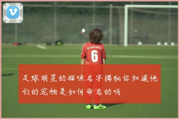 足球明星的猫咪名字揭秘你知道他们的宠物是如何命名的吗